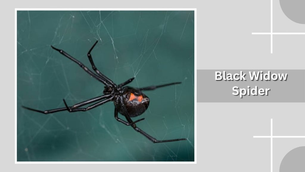 Black Widow Spider
