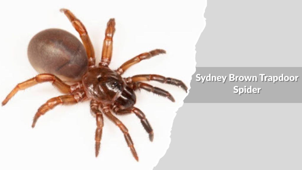 Sydney Brown Trapdoor Spider