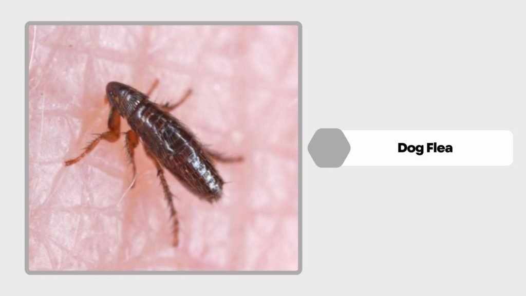 Dog Flea