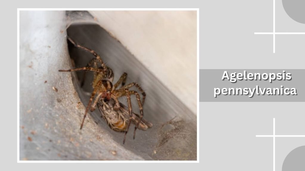 Agelenopsis pennsylvanica