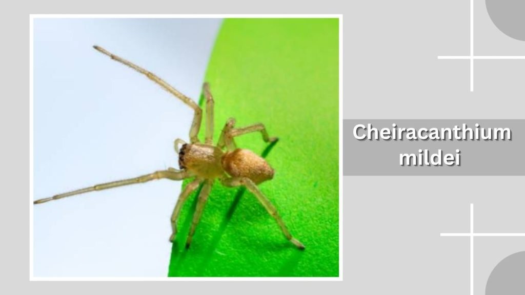 Cheiracanthium mildei