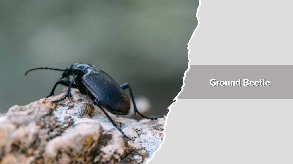 Ground Beetle
