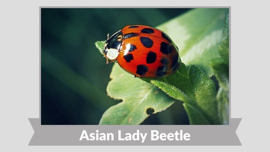 Asian Lady Beetle
