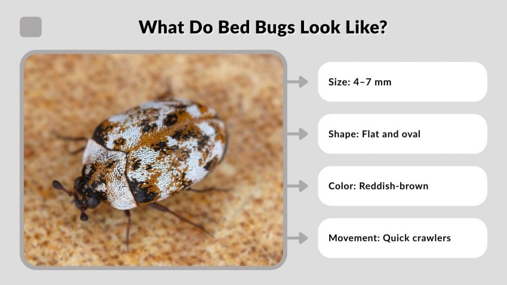 What Do Bed Bugs Look Like?