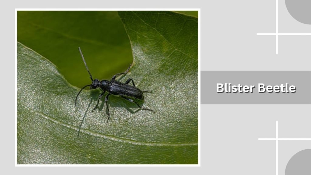 Blister Beetle