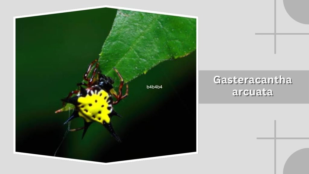 Gasteracantha arcuata