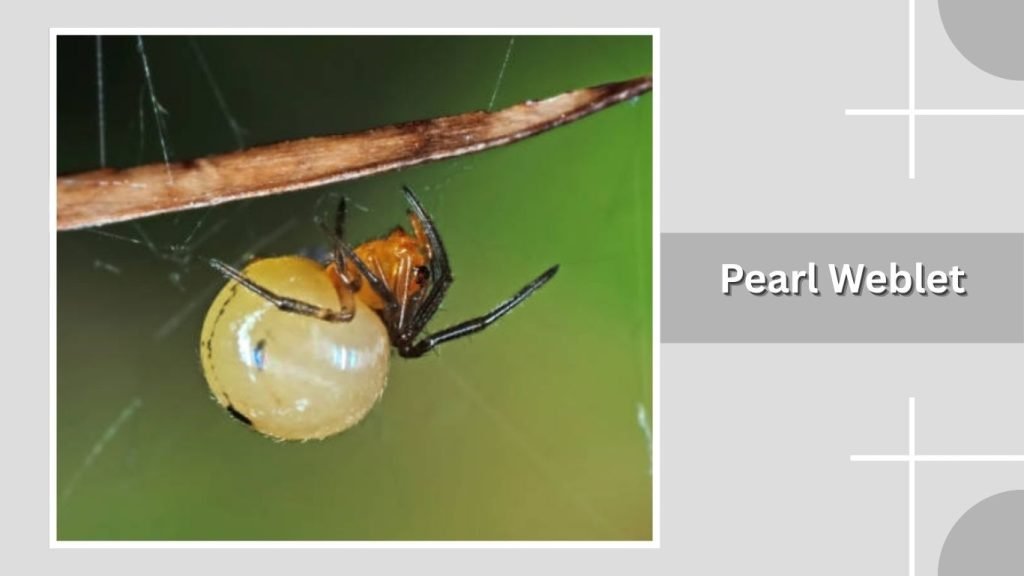 Pearl Weblet