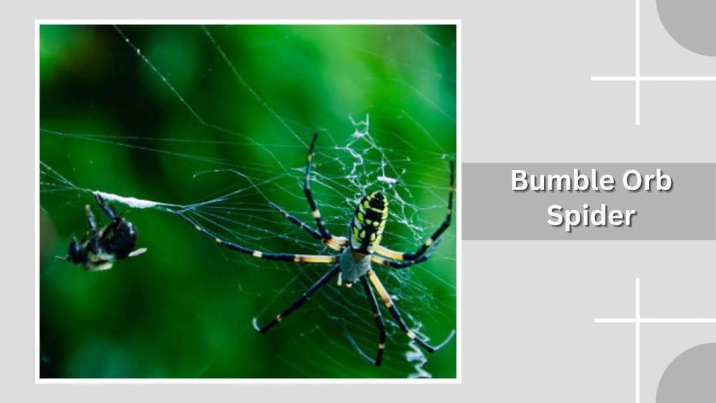 Bumble Orb Spider