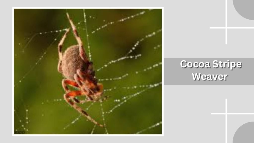  Cocoa Stripe Weaver