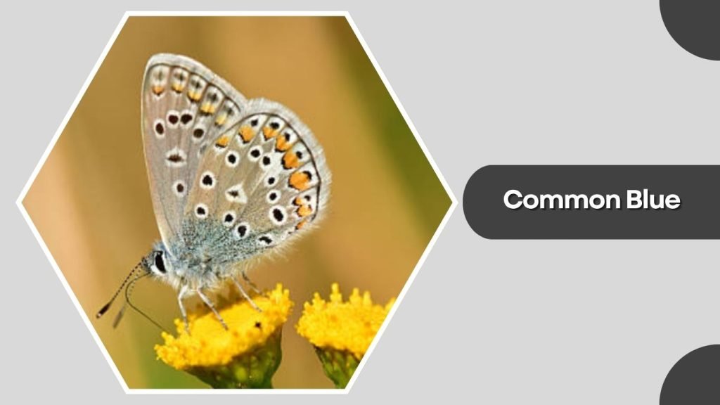 Common Blue