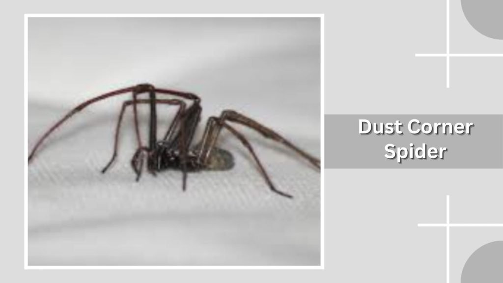 Dust Corner Spider