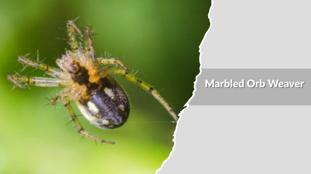 Marbled Orb Weaver