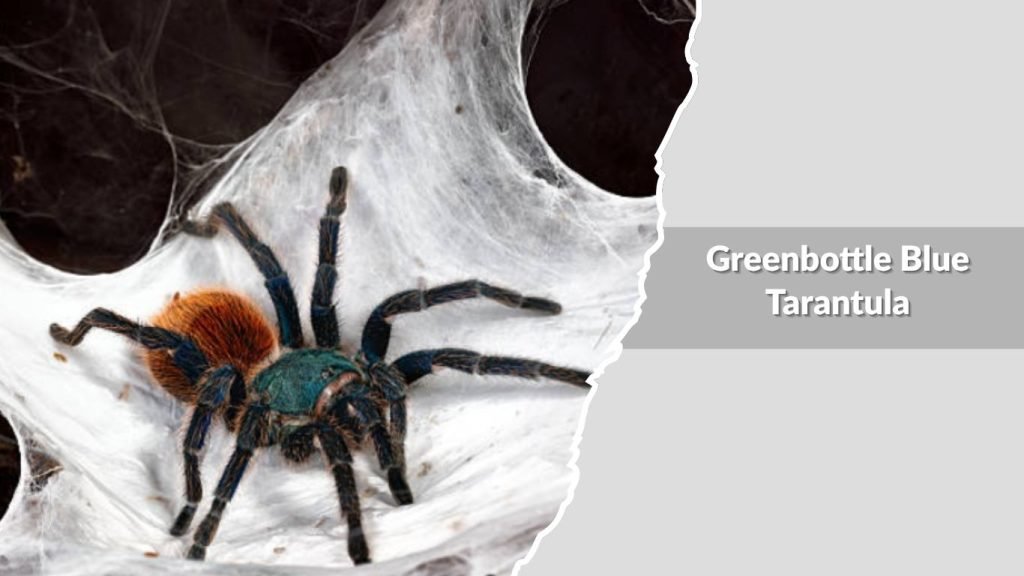 Greenbottle Blue Tarantula
