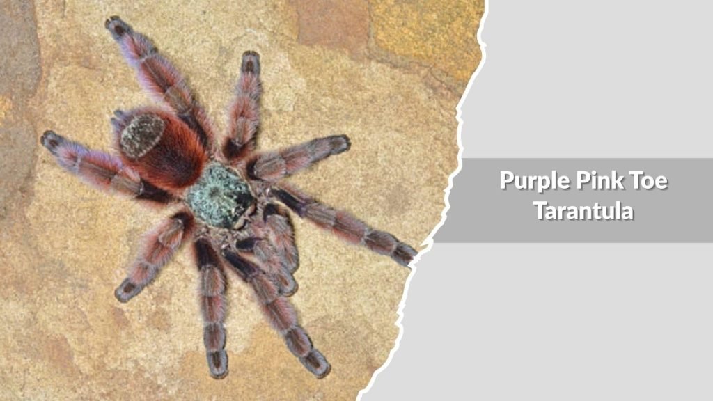 Purple Pink Toe Tarantula