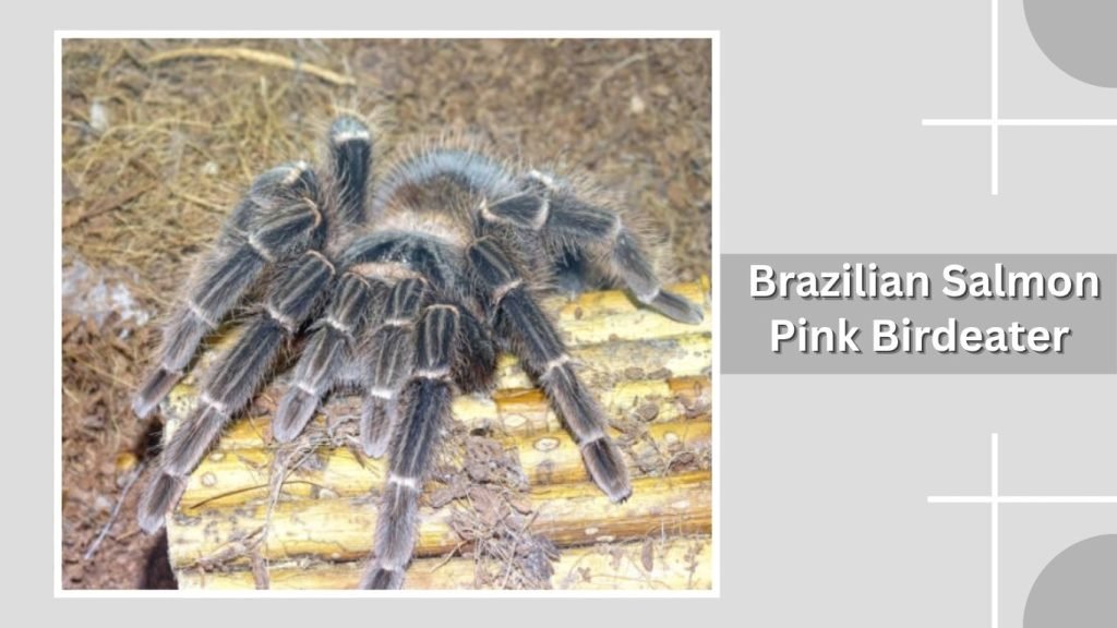  Brazilian Salmon Pink Birdeater