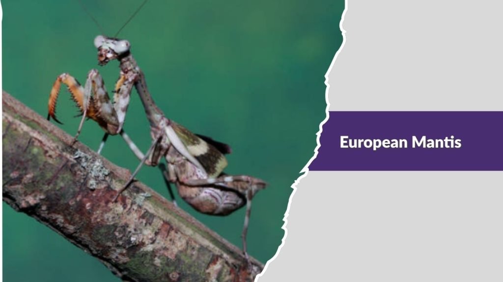 European Mantis