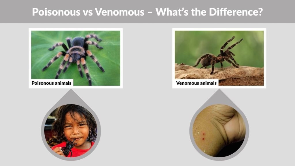Poisonous vs Venomous – What’s the Difference?