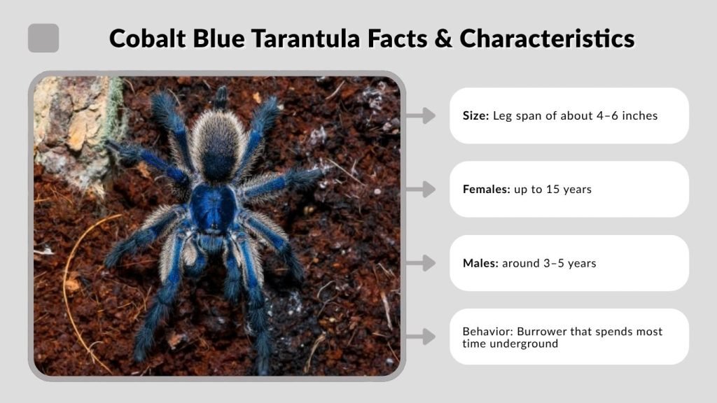 Cobalt Blue Tarantula Facts & Characteristics