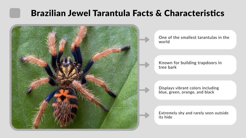 Brazilian Jewel Tarantula Facts & Characteristics
