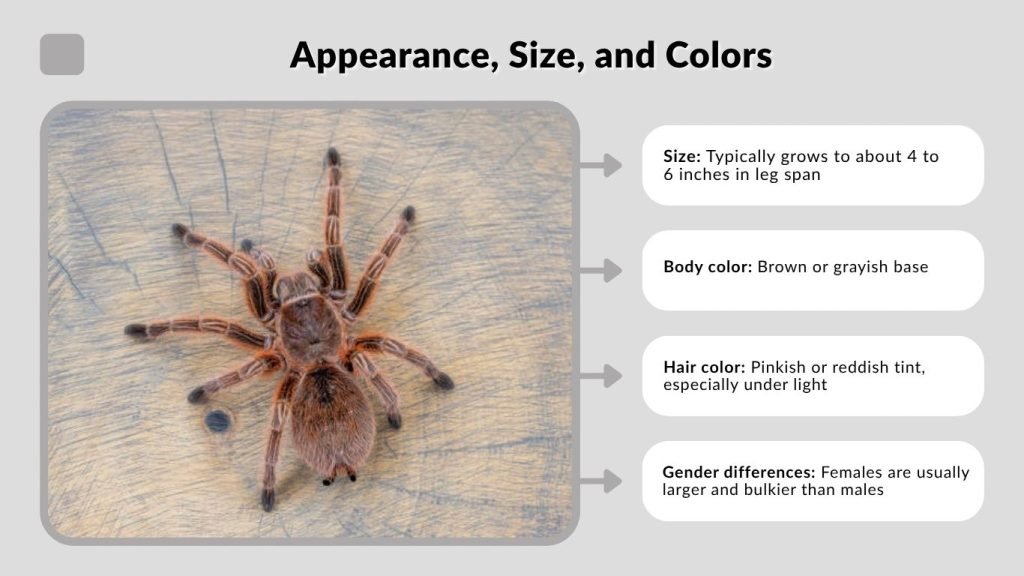 Appearance, Size, and Colors