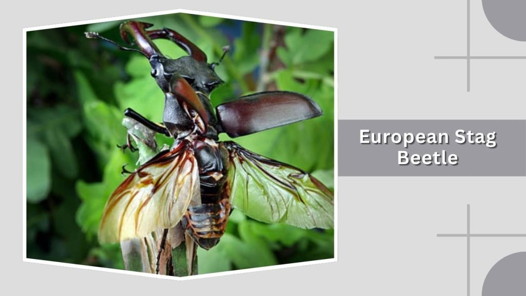 European Stag Beetle