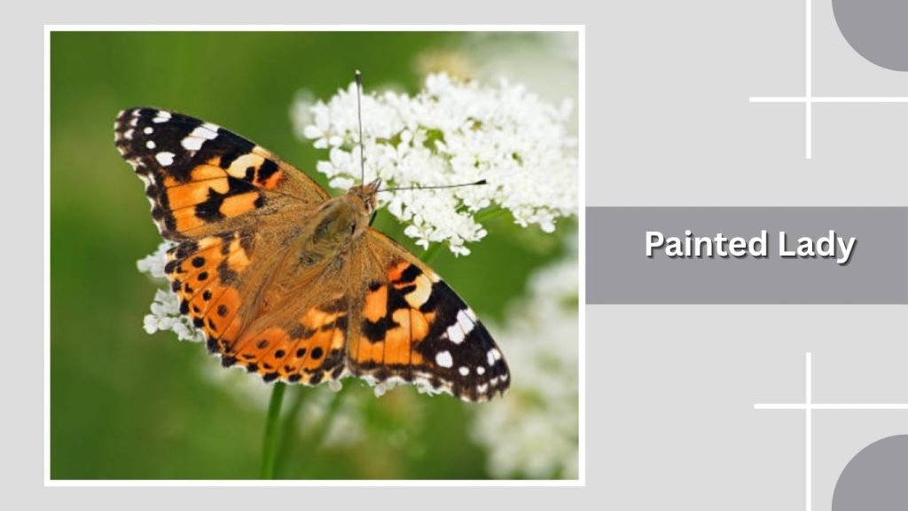 . Painted Lady