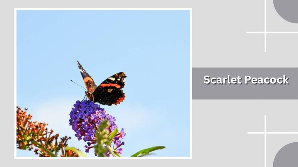Scarlet Peacock