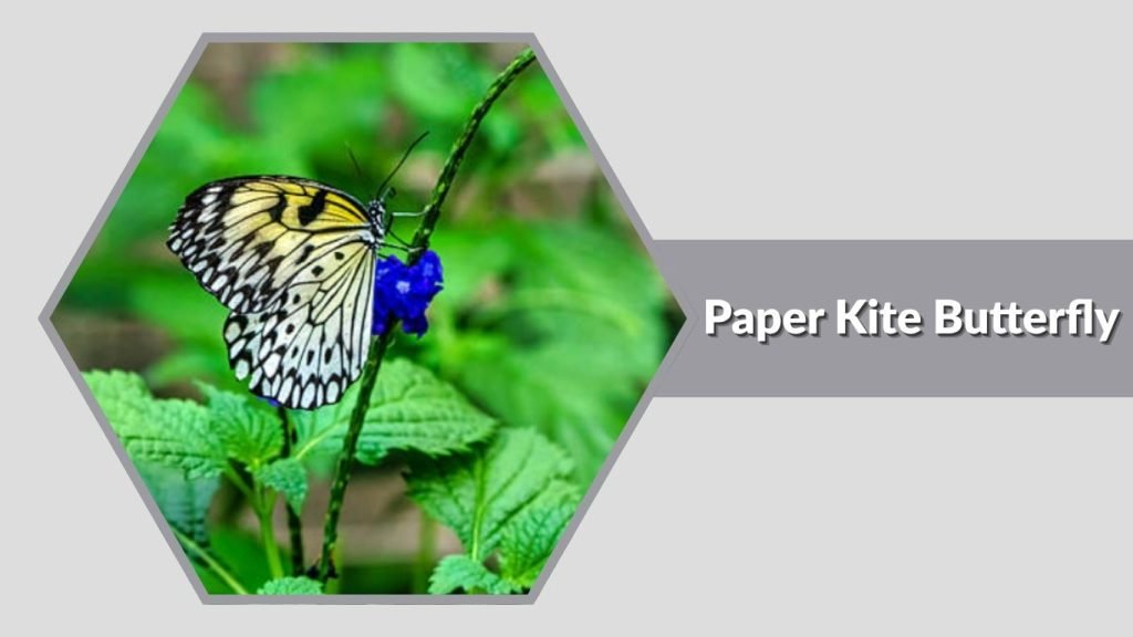 Paper Kite Butterfly