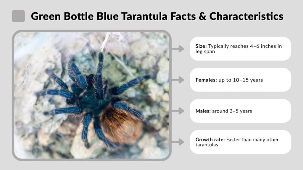 Green Bottle Blue Tarantula Facts & Characteristics