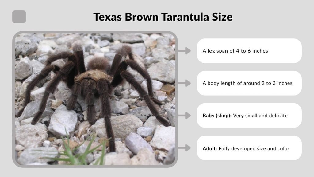 Texas Brown Tarantula Size