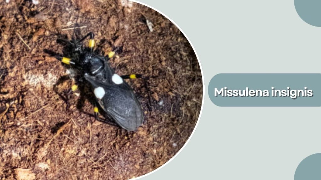  Missulena insignis