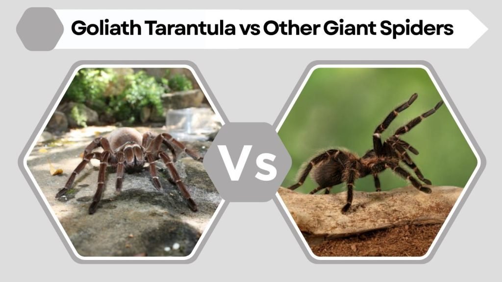 Goliath Tarantula vs Other Giant Spiders
