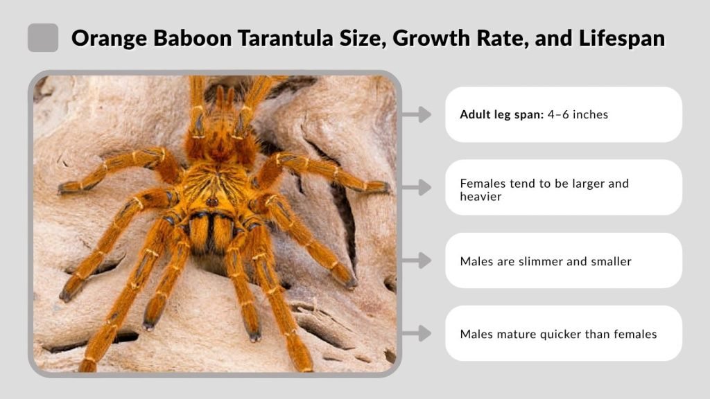 Orange Baboon Tarantula Size, Growth Rate, and Lifespan
