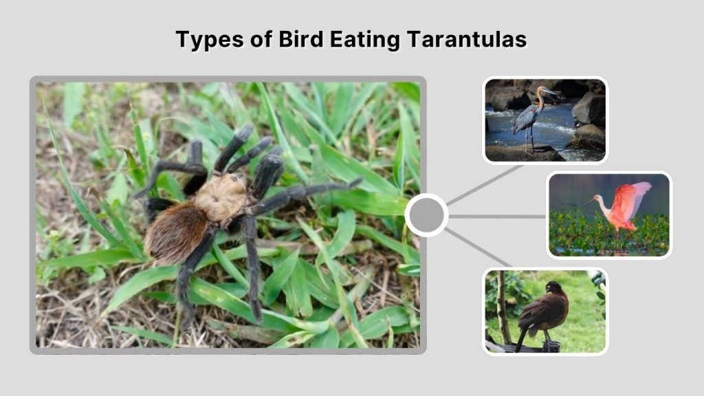 Types of Bird Eating Tarantulas