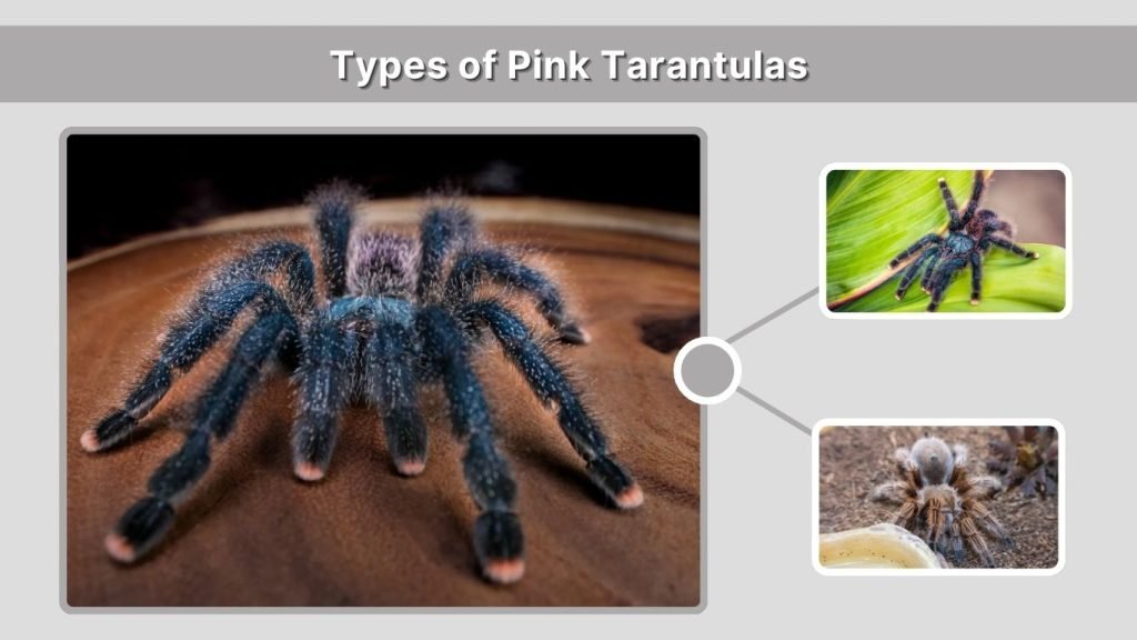 Types of Pink Tarantulas
