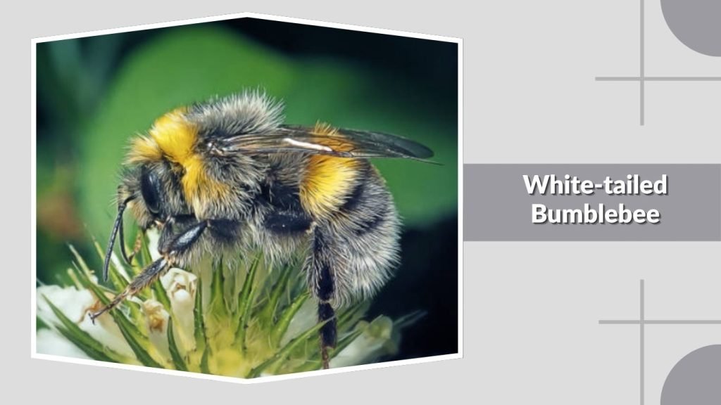 White-tailed Bumblebee