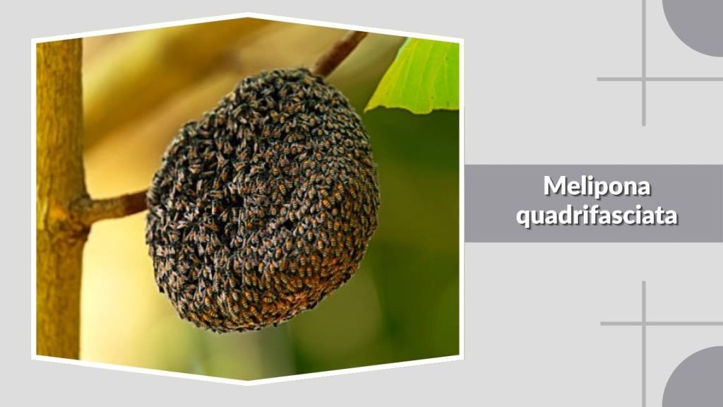 Melipona quadrifasciata