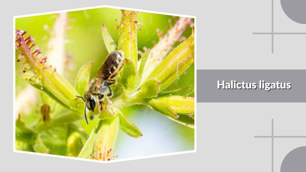 Halictus ligatus