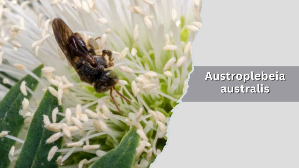 Austroplebeia australis