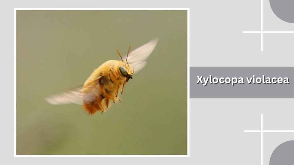 Xylocopa violacea