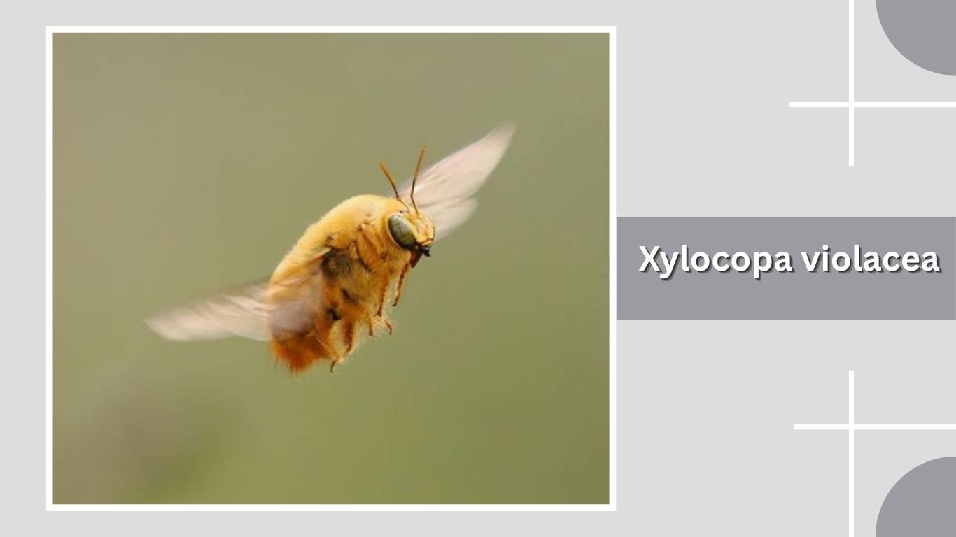 11 Types of Carpenter Bees: Size, Color, and Diet: Identification with ...