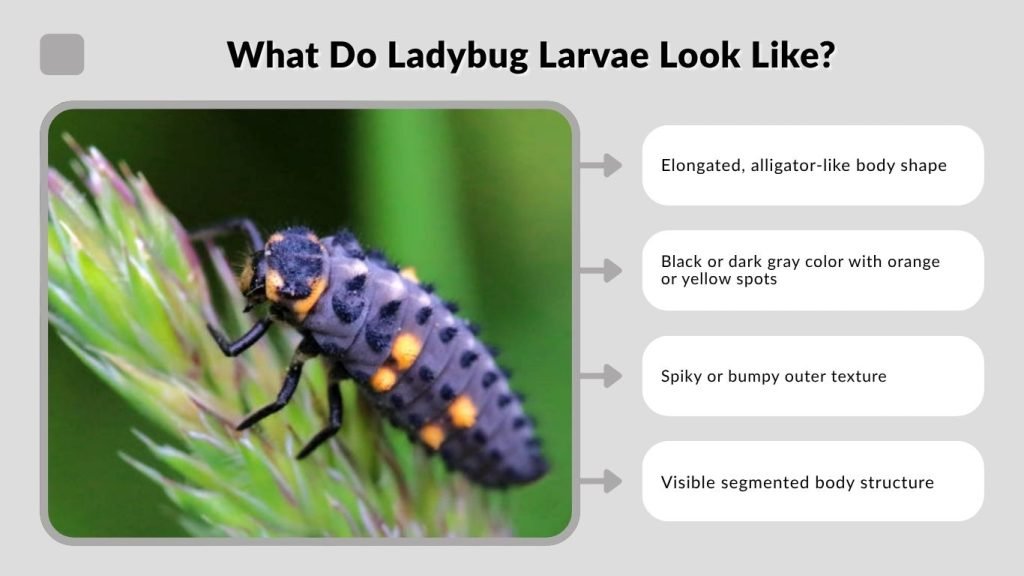 What Do Ladybug Larvae Look Like?