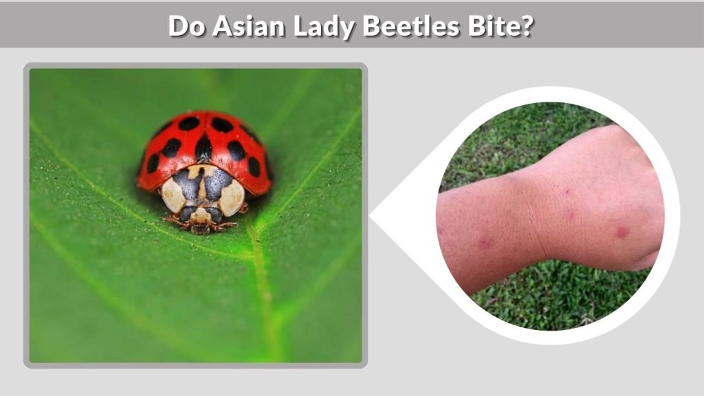 Do Asian Lady Beetles Bite?