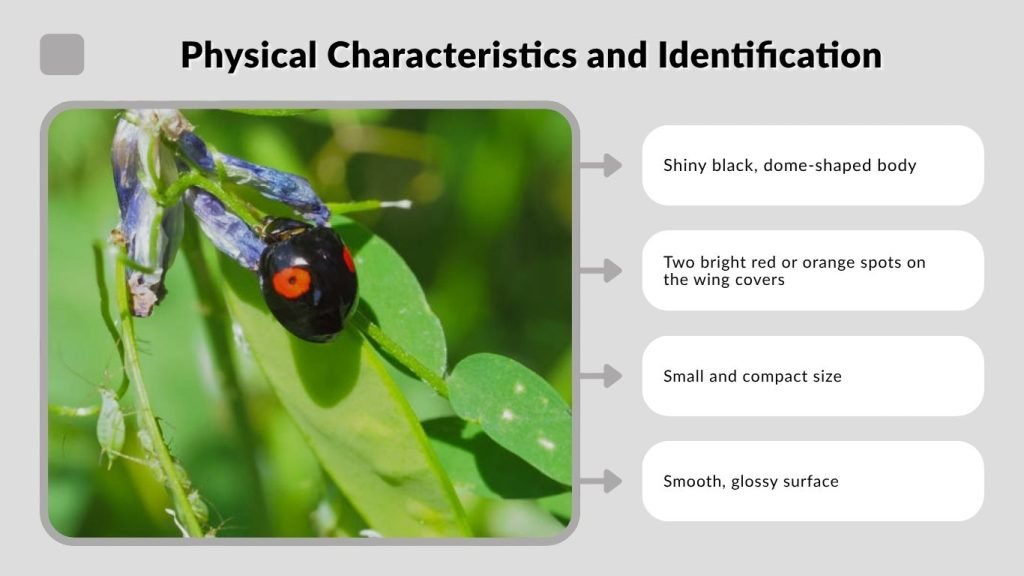 Twice-Stabbed Lady Beetle Physical Characteristics and Identification