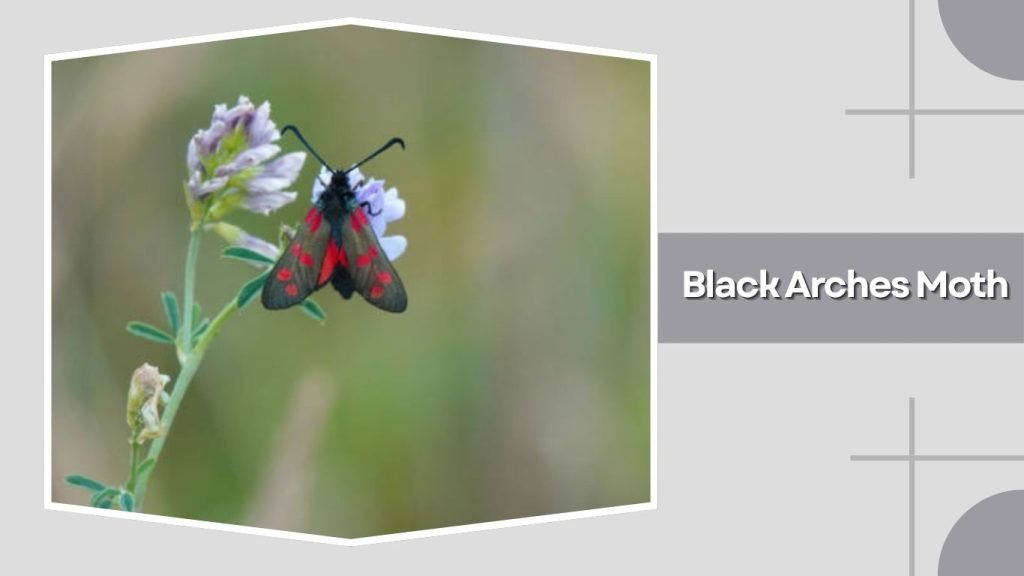 Black Arches Moth