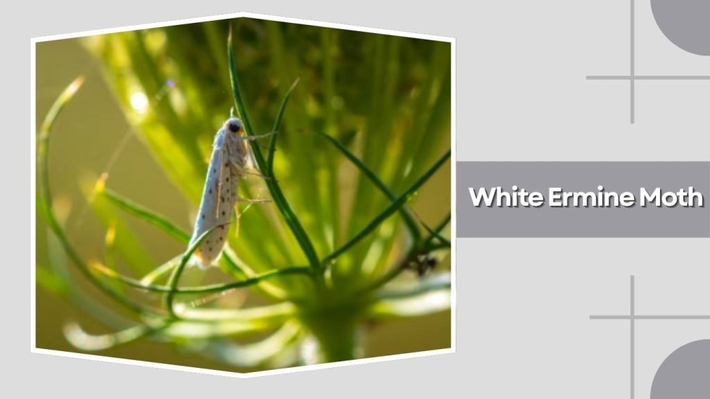  White Ermine Moth