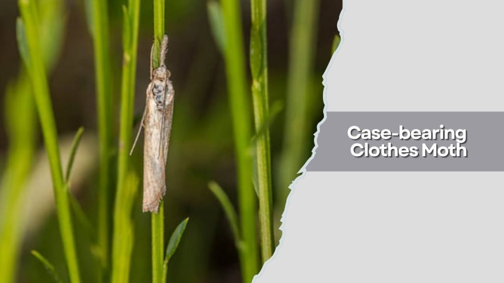 Case-bearing Clothes Moth