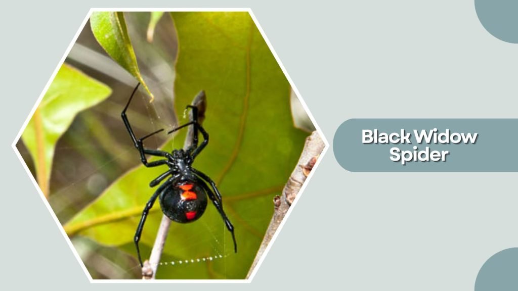  Black Widow Spider