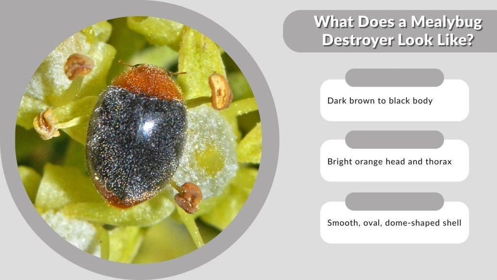 What Does a Mealybug Destroyer Look Like?