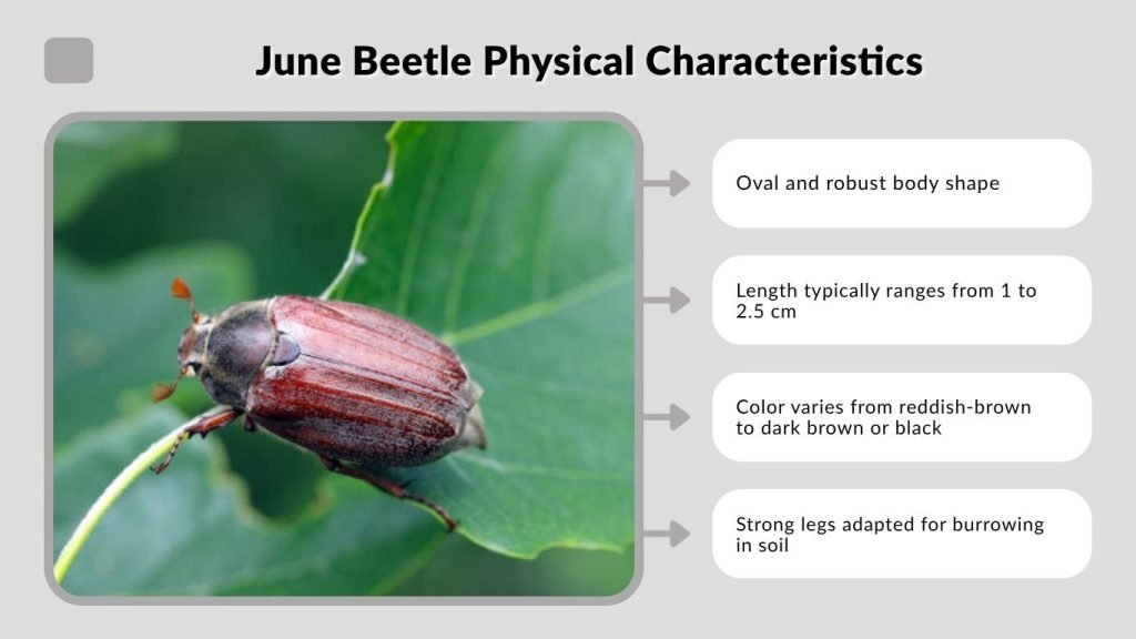 June Beetle Physical Characteristics